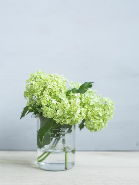 Viburnum Mooiwatbloemendoen.nl Viburnum Mooiwatbloemendoen.nl