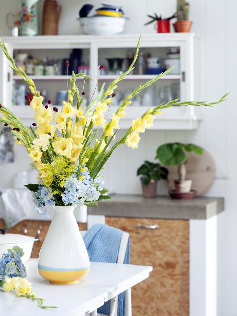 Gladiool Bloemenagenda Mooiwatbloemendoen Gladiool Bloemenagenda Mooiwatbloemendoen