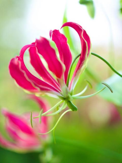 gloriosa_funnyhowflowersdothat_.JPG gloriosa_funnyhowflowersdothat_.JPG