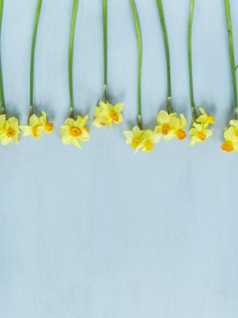 Daffodil Funnyhowflowersdothat.co.uk