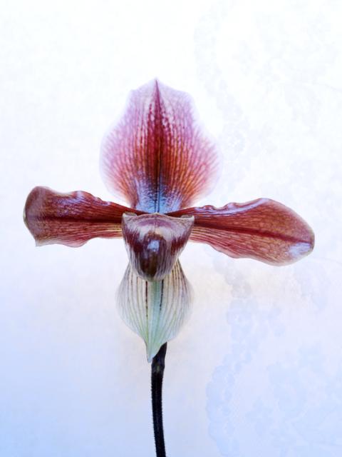 Orchidee_venus_mooiwatbloemendoen.nl Orchidee_venus_mooiwatbloemendoen.nl