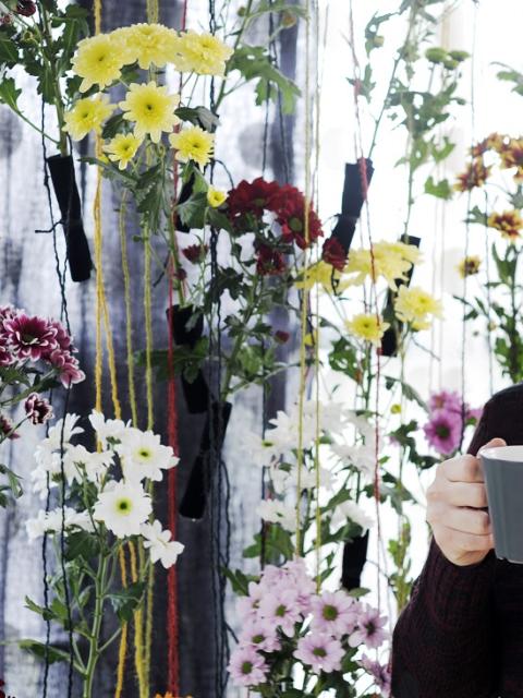 The Chrysanthemum revival on funnyhowflowersdothat.co.uk
