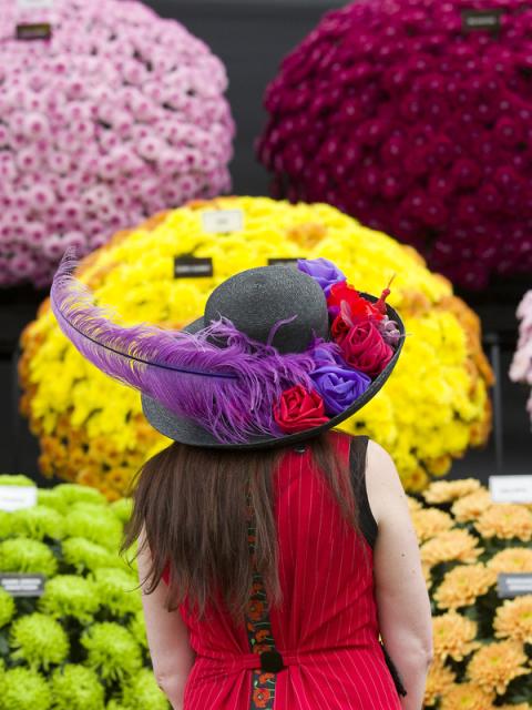 A colourful flower display at RHS Chelsea on funnyhowflowersdothat.co.uk
